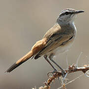 Kalahari Scrub Robin