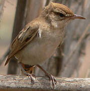 Rufous-tailed Scrub Robin