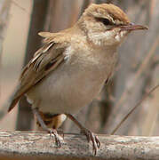 Rufous-tailed Scrub Robin