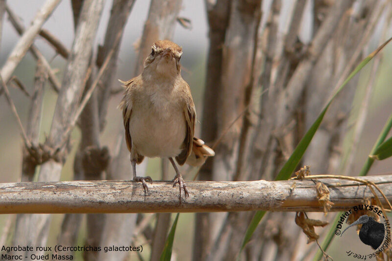 Rufous-tailed Scrub Robin