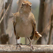 Rufous-tailed Scrub Robin