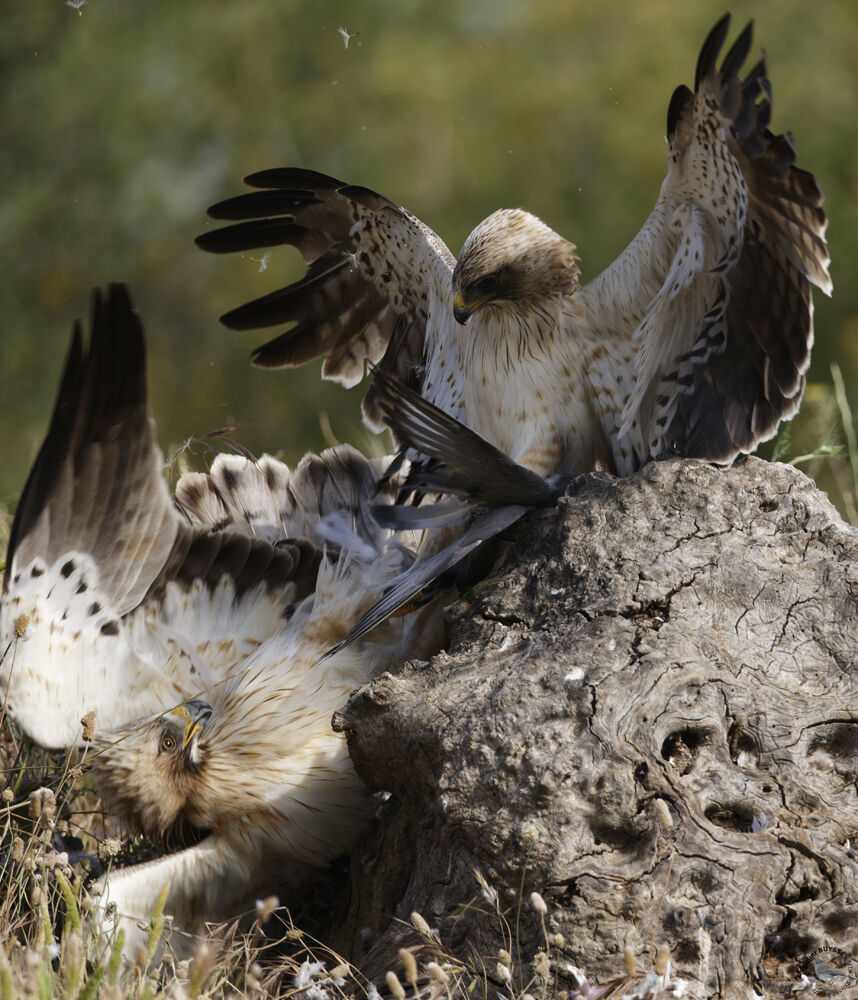 Booted Eagle