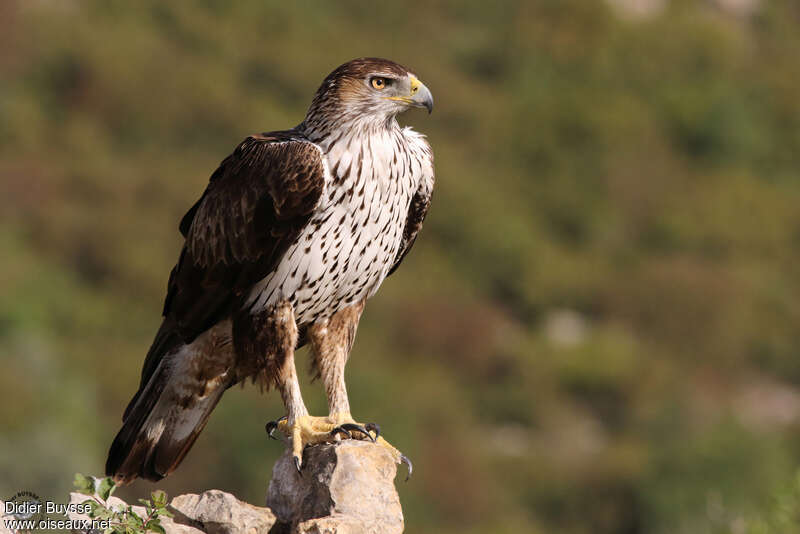 Aigle de Bonelli femelle adulte, identification