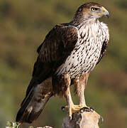 Bonelli's Eagle