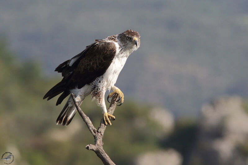 Aigle de Bonelli mâle adulte nuptial, identification