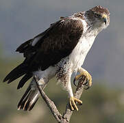 Bonelli's Eagle