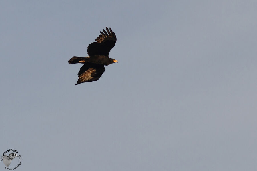 Aigle de Verreauxadulte, Vol