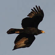 Verreaux's Eagle