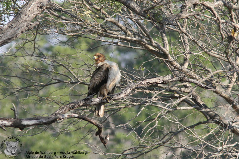 Aigle de Wahlberg, identification