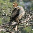 Aigle de Wahlberg