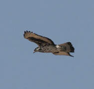 African Hawk-Eagle