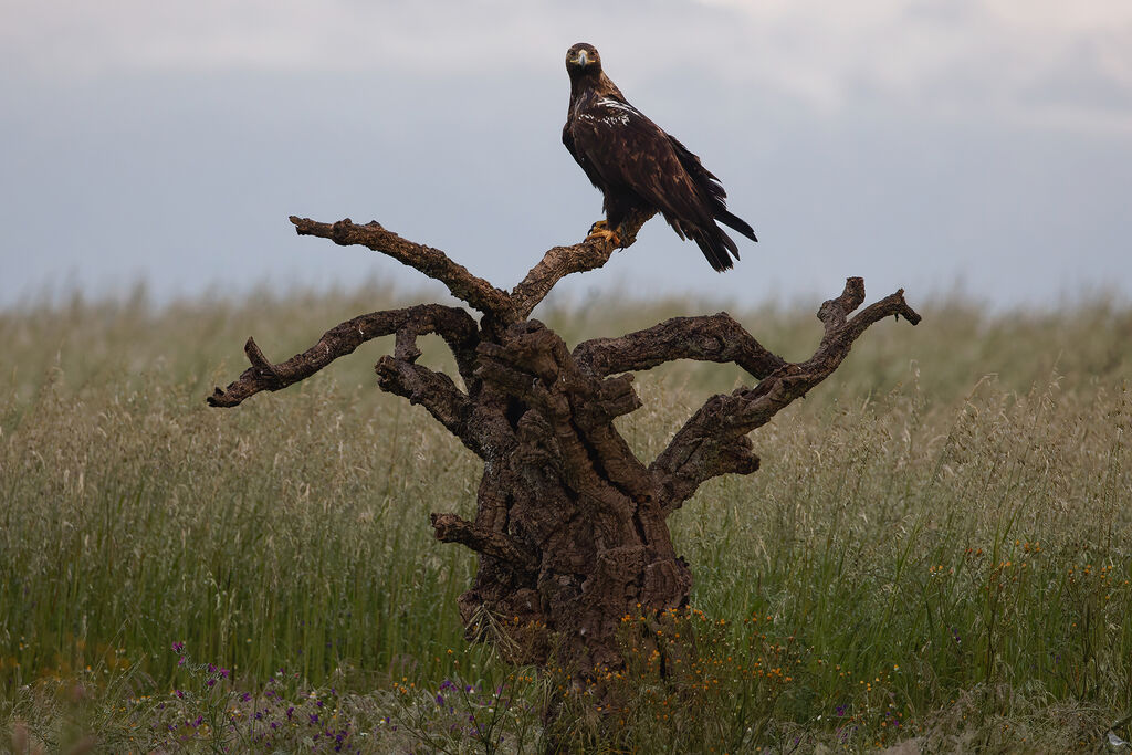 Aigle ibériqueadulte