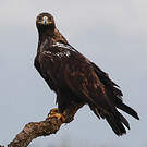 Aigle ibérique