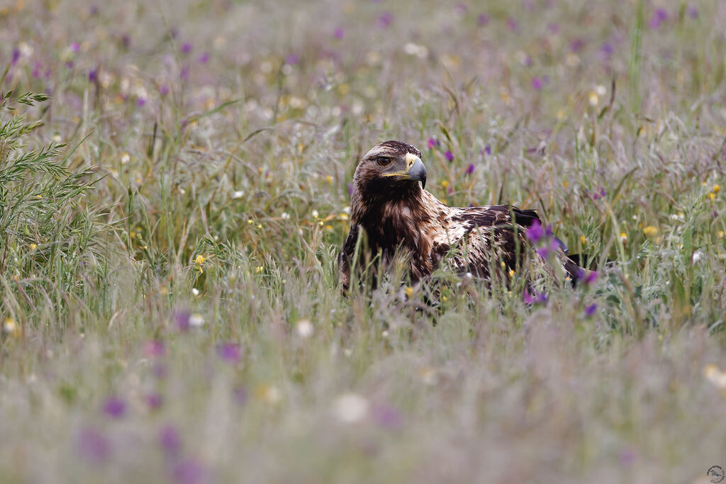 Aigle ibériqueimmature