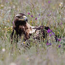 Aigle ibérique