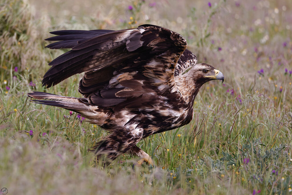 Aigle ibériqueimmature
