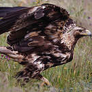 Aigle ibérique