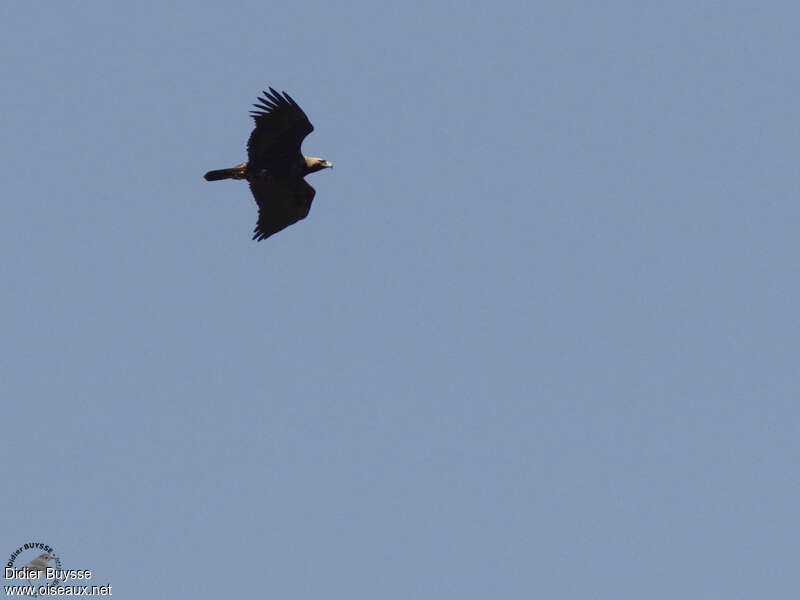 Aigle impérialadulte, Vol