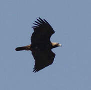 Eastern Imperial Eagle