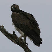 Martial Eagle