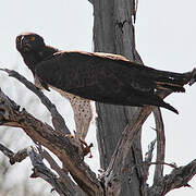 Martial Eagle