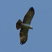 Aigle noir et blanc