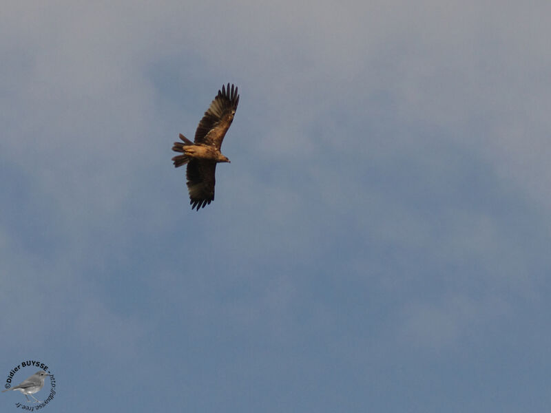 Aigle pomarinadulte, Vol