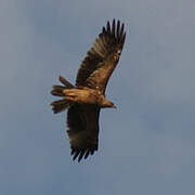 Lesser Spotted Eagle