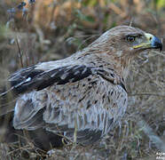 Tawny Eagle