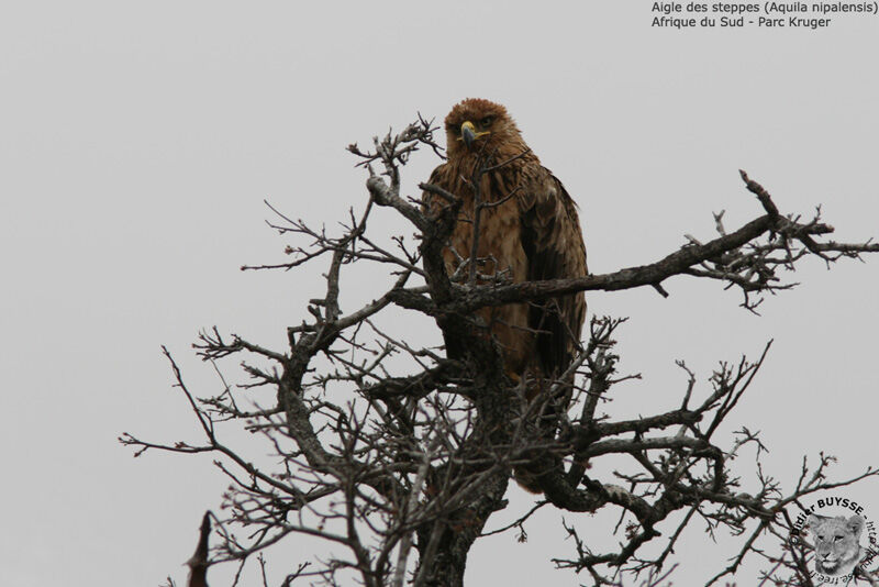 Tawny Eagle, identification