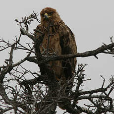 Aigle ravisseur