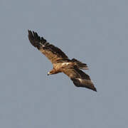 Tawny Eagle