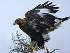 Aigle royal