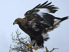 Aigle royal