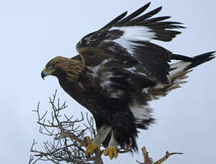Aigle royal