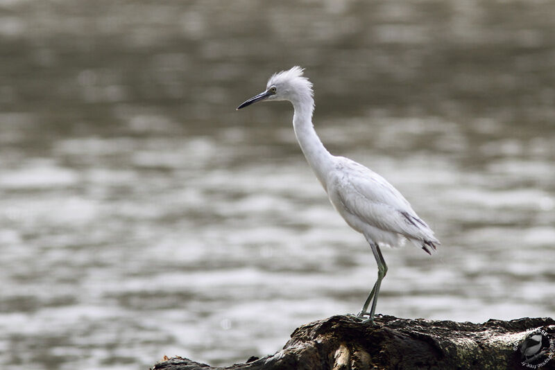 Aigrette bleue2ème année, identification