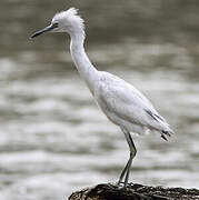 Little Blue Heron