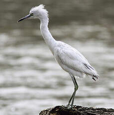 Aigrette bleue