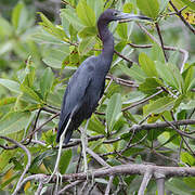 Little Blue Heron