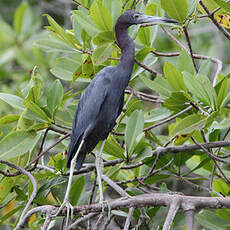 Aigrette bleue