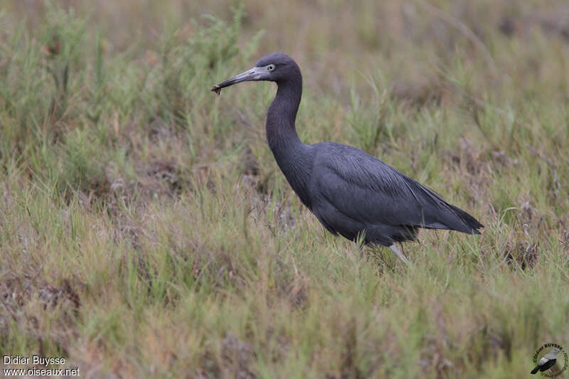 Little Blue Heronadult, identification, feeding habits