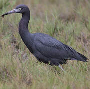 Little Blue Heron