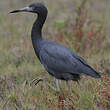 Aigrette bleue