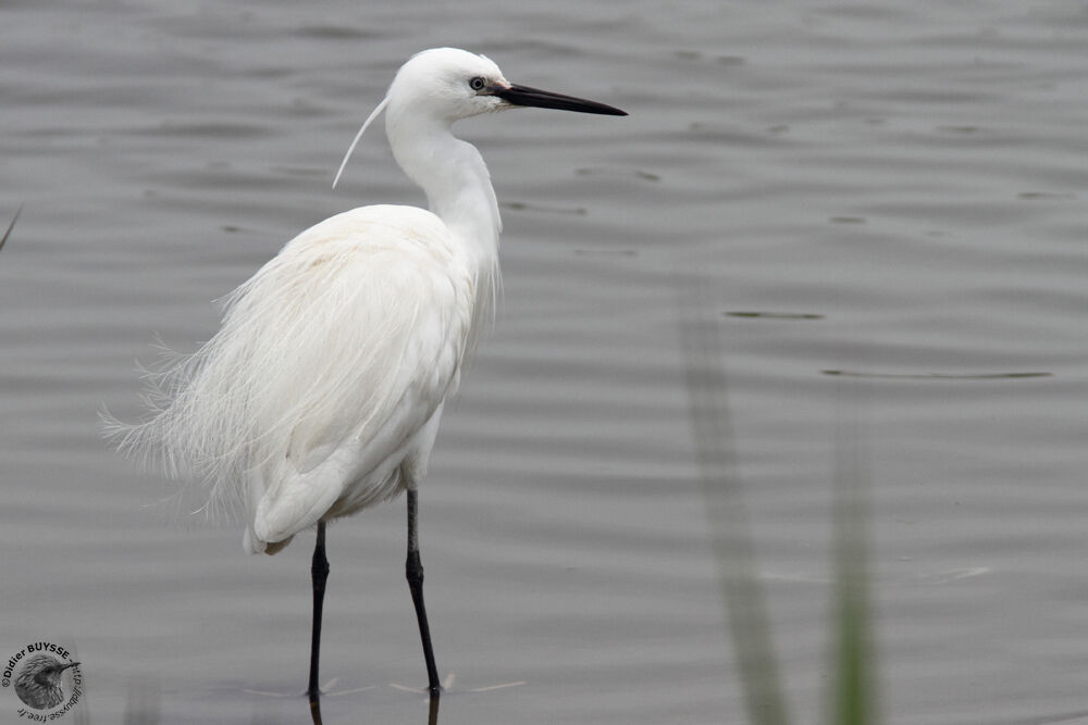 Little Egretadult, identification