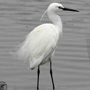 Little Egret