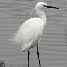 Aigrette garzette