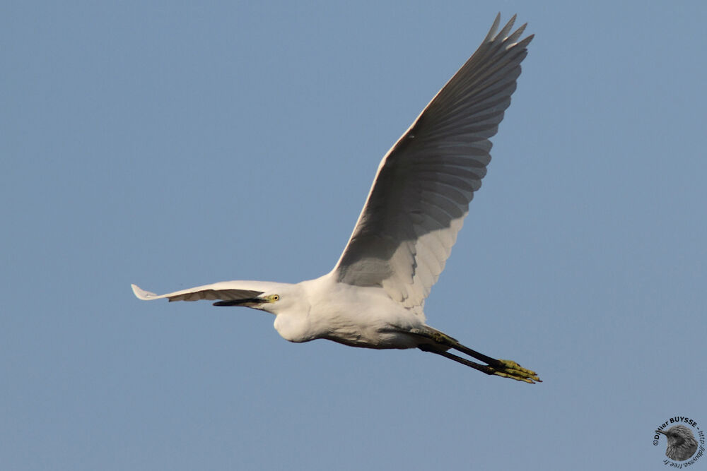 Little Egretadult, Flight