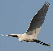 Little Egret