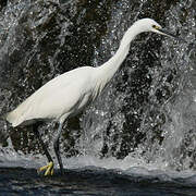 Little Egret