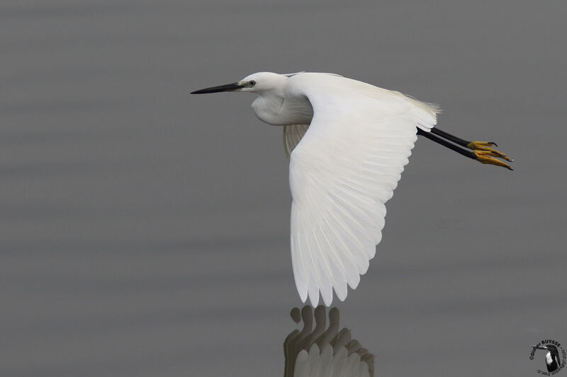 Little Egretadult, Flight